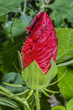 Beautiful blossoming bud of red hibiscus flower