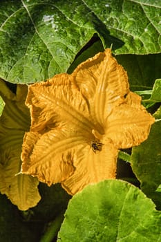 Beautiful yellow pumpkin flower on background of green leaves