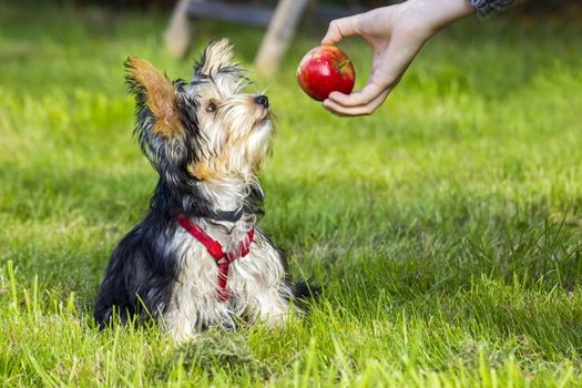 yorkshire terrier