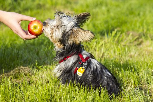 yorkshire terrier is eating apple