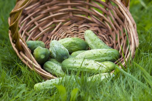 cucumbers in a basket