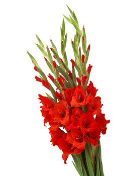 red gladiolus flowers on white background