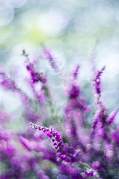 Autumn heather with natural bokeh