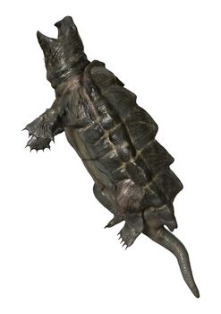 3D digital render of an alligator snapping turtle isolated on white background