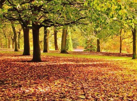 A colourful Autumn Landscape.