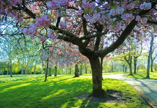 A colourful Spring landscape.