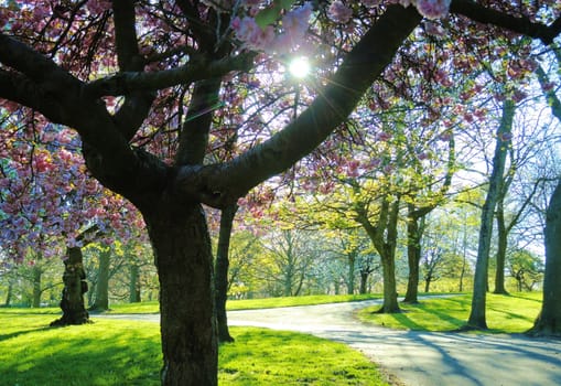 An image of a colourful Spring landscape.
