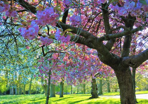 An image of a colourful Spring landscape.