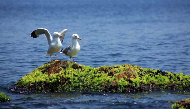 Courtship concept. Two gulls in love on nice green stone in blue sea