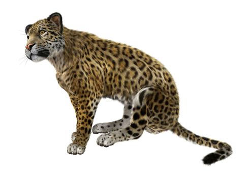 3D digital render of a big cat jaguar sitting isolated on white background