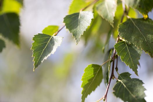 Birch Tree Leaves