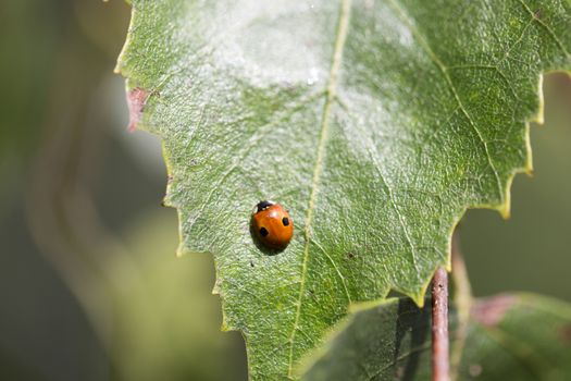 Ladybug on Green Birch Leaf