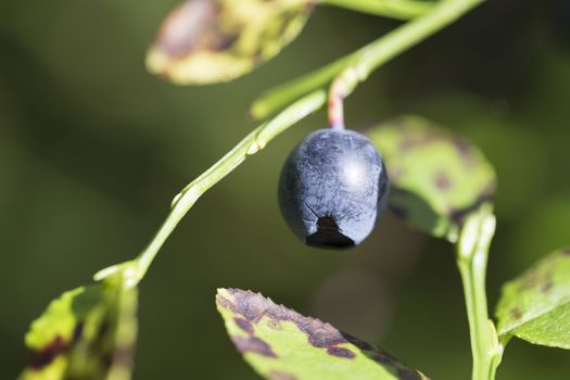 Blueberry Really Close Up. Macro image.
