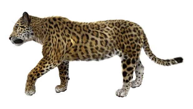 3D digital render of a big cat jaguar walking isolated on white background