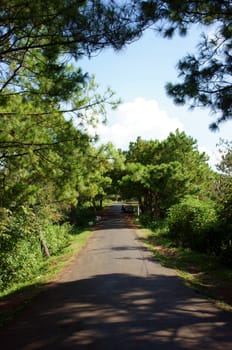 Bien Ho tourist area, ecotourism with big lake, pine forest around, green landscape, fresh air, people rowing boat on Bienho pond, Gia Lai, Vietnam