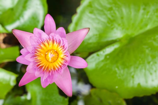 beautiful pink lotus flower with copy space closeup .
