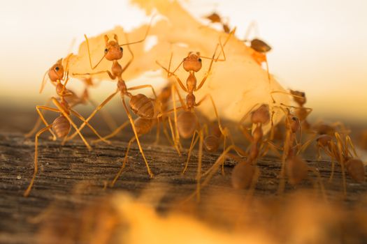 Weaver Ants carrying left over food to their nest.