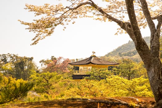 KYOTO, JAPAN - APRIL 14 2014: Old Japanese golden castle, Kinkakuji Temple (The Golden Pavilion)