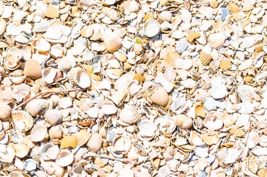 Shells on the beach. Ideal as a background image on the desktop