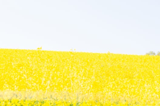  Landscape Yellow flowering Rapsfeld blue sky. 