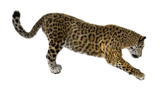 3D digital render of a big cat jaguar isolated on white background