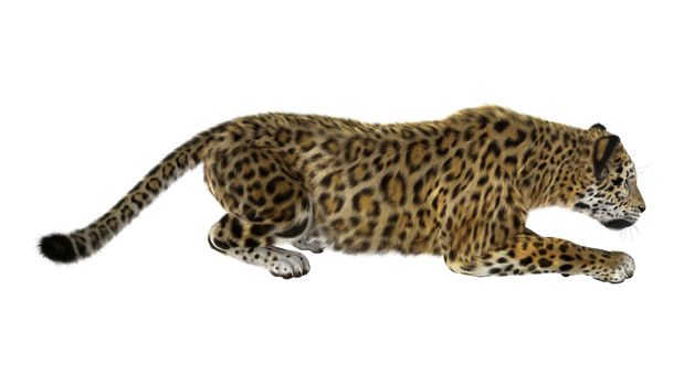 3D digital render of a big cat jaguar hunting iisolated on white background