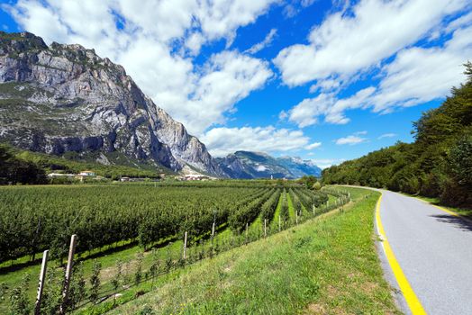 Bicycle path in the Sarca Valley (Valle del Sarca) through the apple orchards. Trentino Alto Adige, Italy, Europe