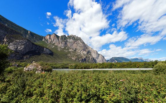 Apple orchards in the Sarca Valley (Valle del Sarca). Trentino Alto Adige, Italy, Europe