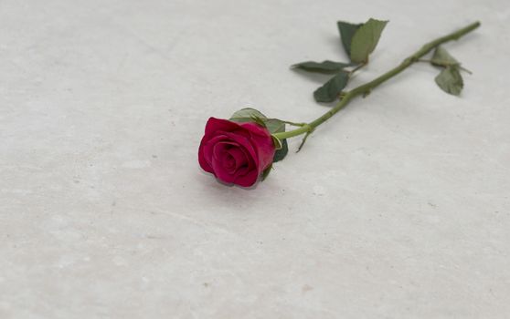 red rose on concrete floor for marriage proposal 