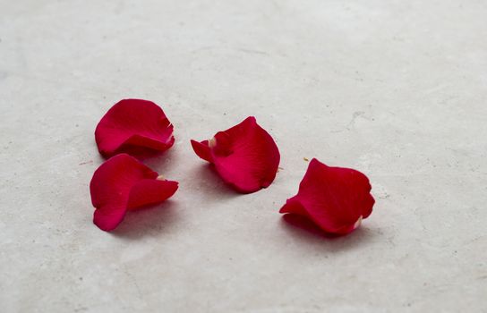 four rose petals on oncrete floor for marriage proposal