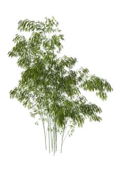 3D digital render of green bamboo trees isolated on white background