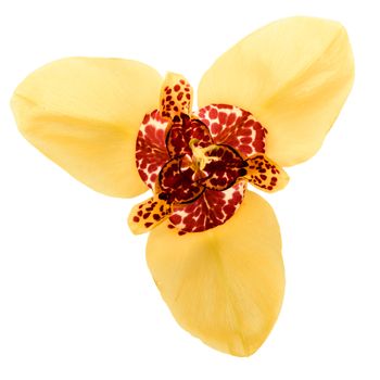 Yellow tigridia flower isolated on white background