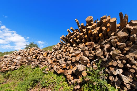 Trunks of trees cut and stacked with blue clear sky on background