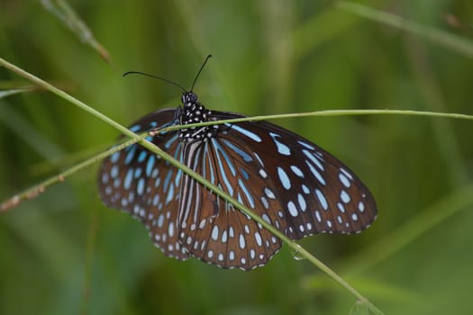 Dark Blue Tiger butterfly, Tirumala septentrionis on grass stem.