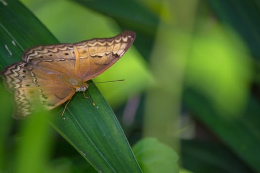 Little Yeoman butterfly, Cirrochroa surya on green leave.