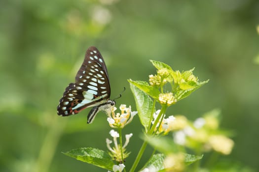 Common Jay butterfly, Graphium arycles on Lantana flower.