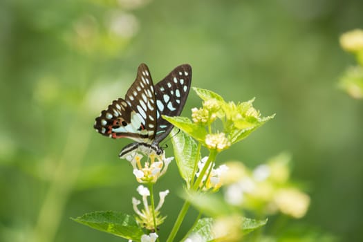 Common Jay butterfly, Graphium arycles on Lantana flower.