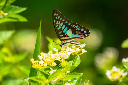 Common Jay butterfly, Graphium arycles on Lantana flower.