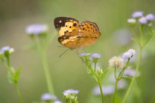 Rustic butterfly, Cupha erymanthis on wild weed flower.