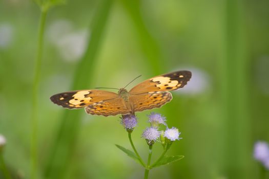 Rustic butterfly, Cupha erymanthis on wild weed flower.