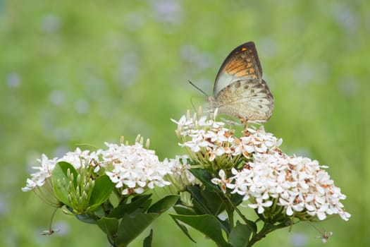 Great Orange Tip butterfly, Hebomoia glaucippe on Ixora flower.