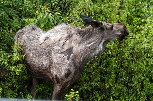 Cow Moose feeding i8n Denali National Park