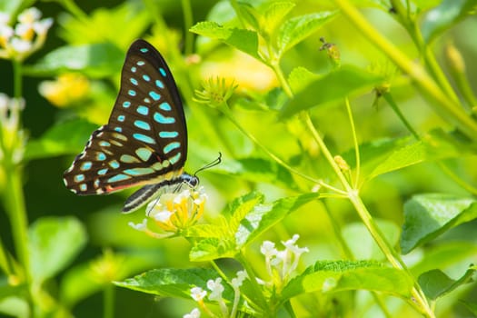 Spotted Jay butterfly, Graphium arycles on Lantana flower.