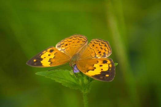 Rustic butterfly, Cupha erymanthis on wild weed flower.