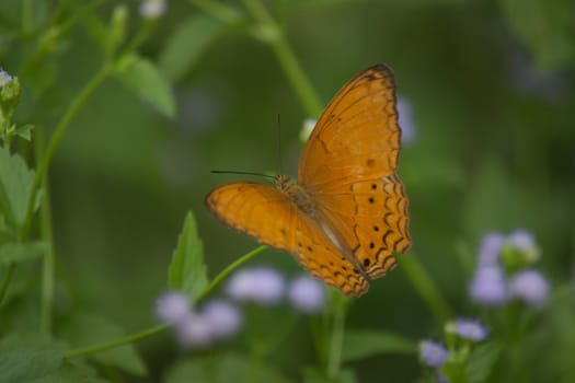 Male Common Yeoman butterfly, Cirrochroa tyche on green leave.