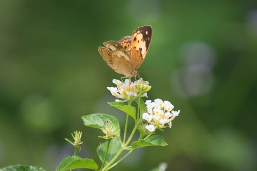 Rustic butterfly, Cupha erymanthis on wild weed flower.