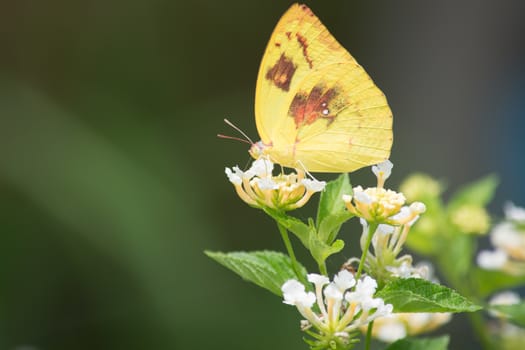 Lemon emigrant butterfly, Catopsilia pomona on Lantana flower.