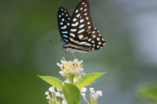 Spotted Jay butterfly, Graphium arycles on Lantana flower.