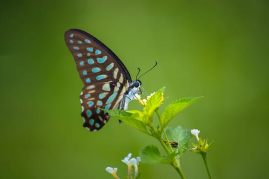 Spotted Jay butterfly, Graphium arycles on Lantana flower.