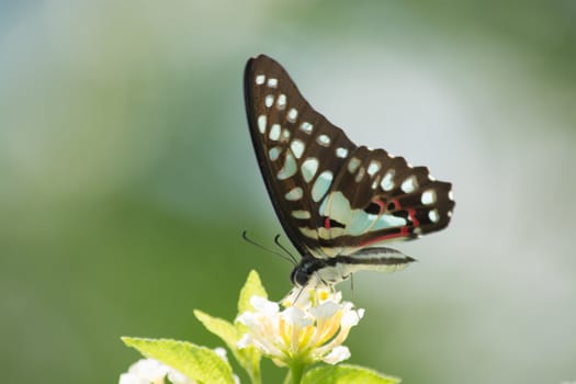 Common Jay butterfly, Graphium arycles on Lantana flower.